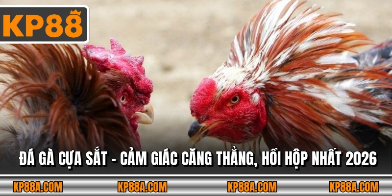 Đá Gà Cựa Sắt – Cảm Giác Căng Thẳng, Hồi Hộp Nhất 2026