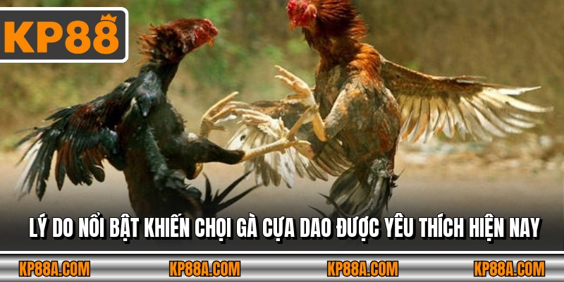 Lý do nổi bật khiến chọi gà cựa dao được yêu thích hiện nay