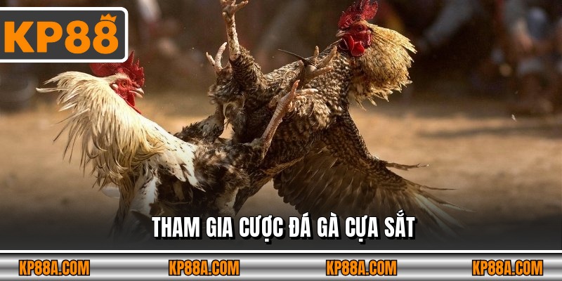 Tham gia cược Đá gà cựa sắt